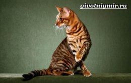Тигровая-кошка-Описание-особенности-виды-и-цена-тигровой-кошки-3