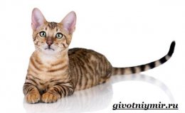 Тигровая-кошка-Описание-особенности-виды-и-цена-тигровой-кошки-5